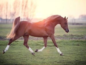 Plemeno arabského koně