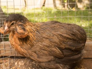 Egenskaper hos kycklingar av Amerukana-rasen