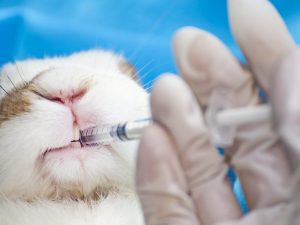 Associated vaccine for rabbits