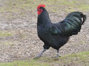 Ras av kycklingar Australorp