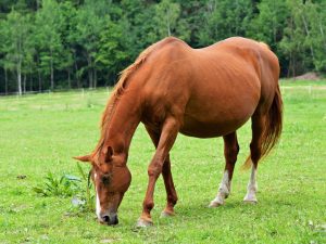 Hästgraviditet