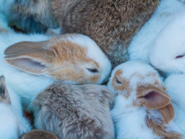 Rabbit breeding as a business