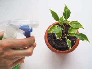 Druhy chorob fikusu a metody ošetření rostlin