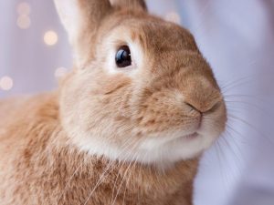 Eye diseases in rabbits