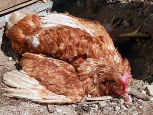 Diseases of the feet in chickens