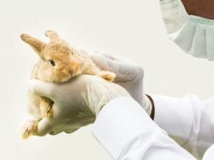 Varianter av sjukdomar hos kaniner
