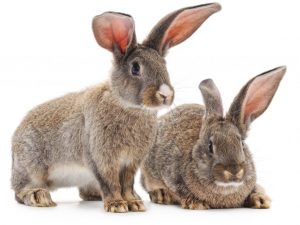 Ooraandoeningen bij konijnen