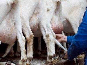 Nemoci vemene koz a jejich léčba