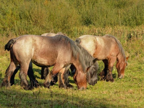 Karaktär av belgiska hästar