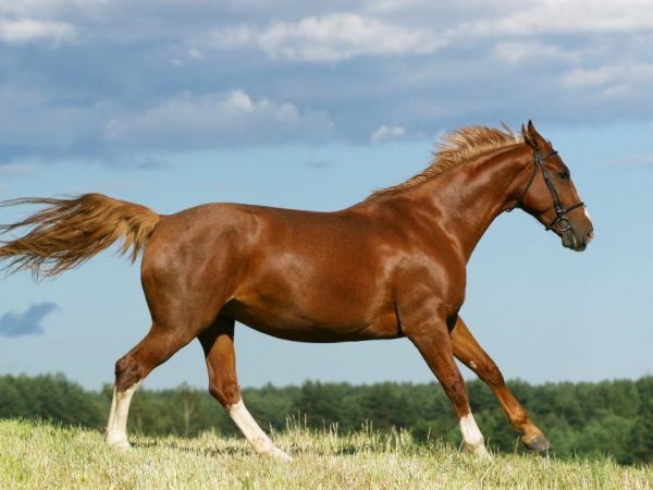 Budennovskaya ras av hästar