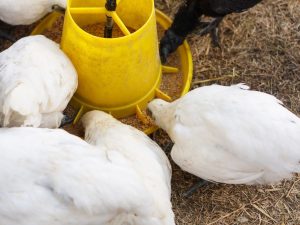 Bunker Feeder für Hühner