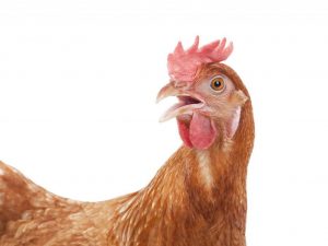 Beskrivning av Tsarskoye Selo-rasen av kycklingar