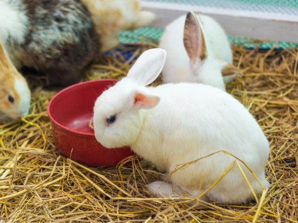 Hur man matar små kaniner