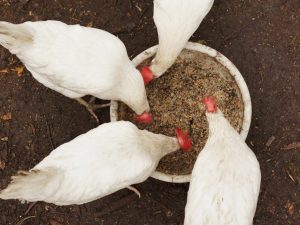How to feed laying hens