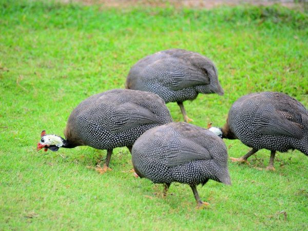How to feed guinea fowl at home