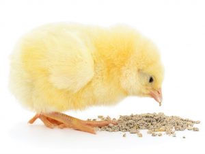 Cómo alimentar a los pollos desde los primeros días de vida.