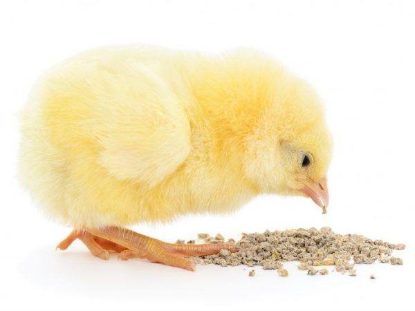Jak krmit kuřata od prvních dnů života