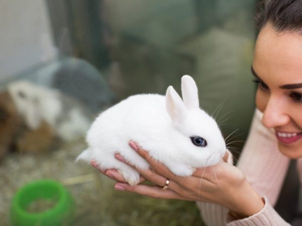 Cómo alimentar a un conejo decorativo