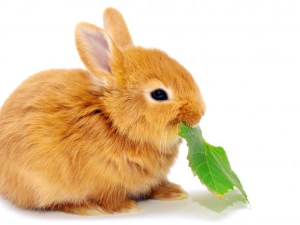 Seno s fazolemi, mladá tráva, vařené brambory a otruby jsou ideální pro králíky.