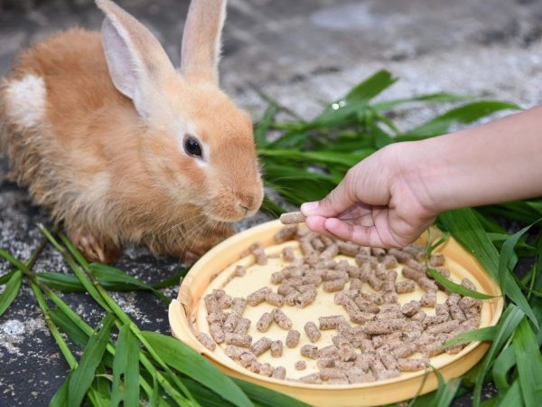 Mezcla concentrada de alimentación para conejos