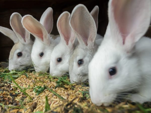 Soorten zaden voor het voeren van konijnen