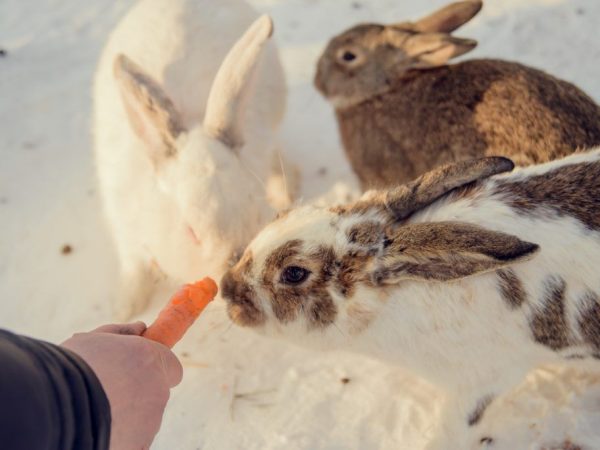 كيفية إطعام الأرانب في الشتاء