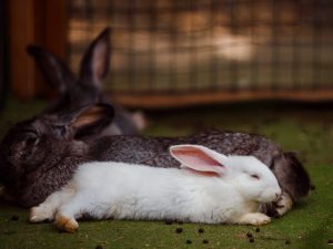La différence entre un lièvre et un lapin