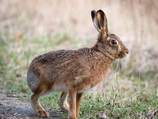 Utseendet på en hare