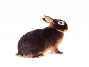 Características de la raza de conejo negro-marrón.