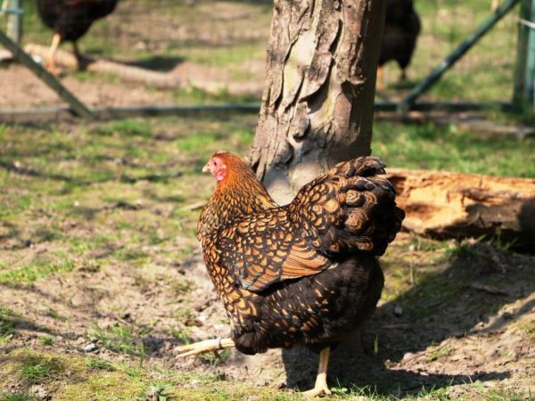 Tjeckisk gyllene ras av kycklingar