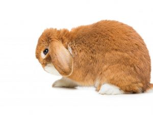 Ear scabies in rabbits