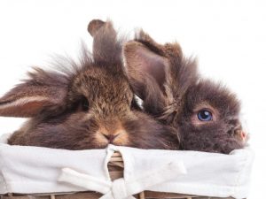 Het gebruik van chictonics voor konijnen