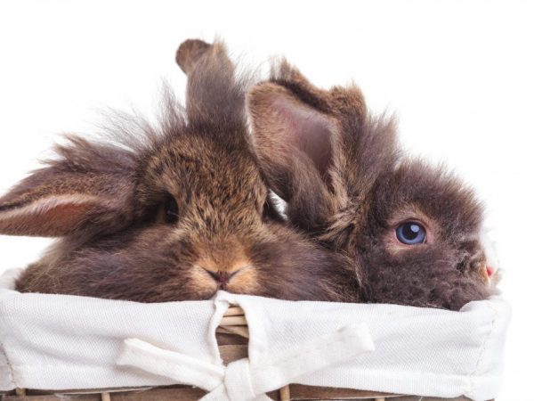 Toepassing van het medicijn Chiktonik voor konijnen