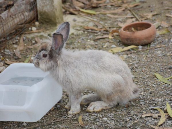 Chiktonik voor konijnen wordt aan water toegevoegd en verdund.