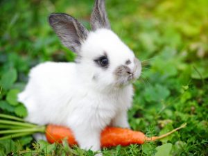 What can you give a rabbit