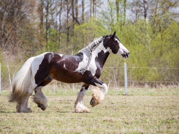 Τσιγγάνος άλογο Tinker
