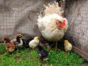 Kuřata v prvních dnech života