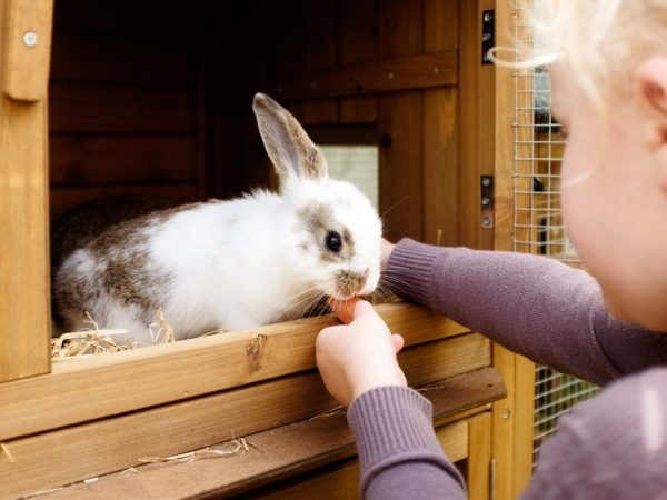 How to disinfect rabbit cells