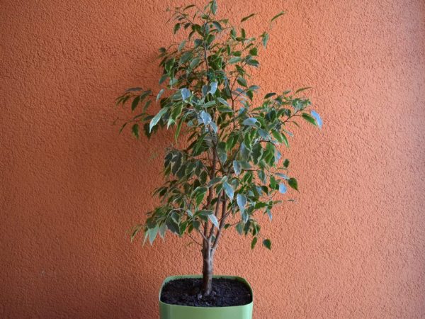 Ficus Benjamina Daniel