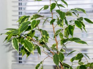Ficus Benjamin tappar löv