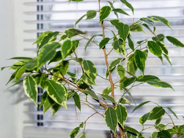 Ficus Benjamin vergießt Blätter