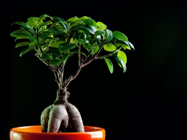 Ficus iubește căldura și lumina
