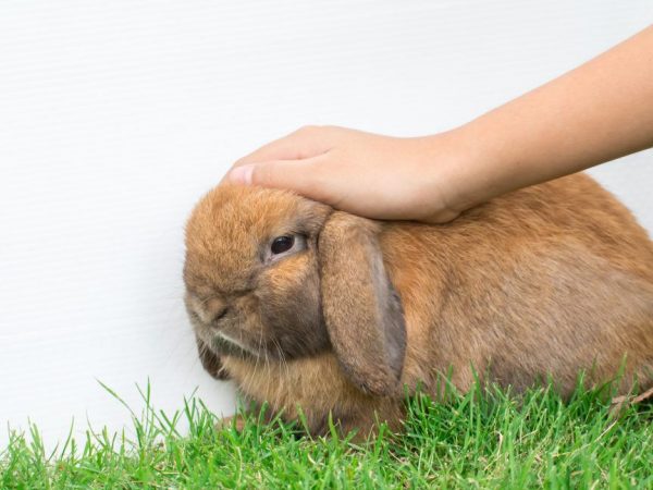 Icke-smittsamma sjukdomar hos kaniner