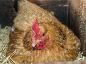 DIY nests for laying hens
