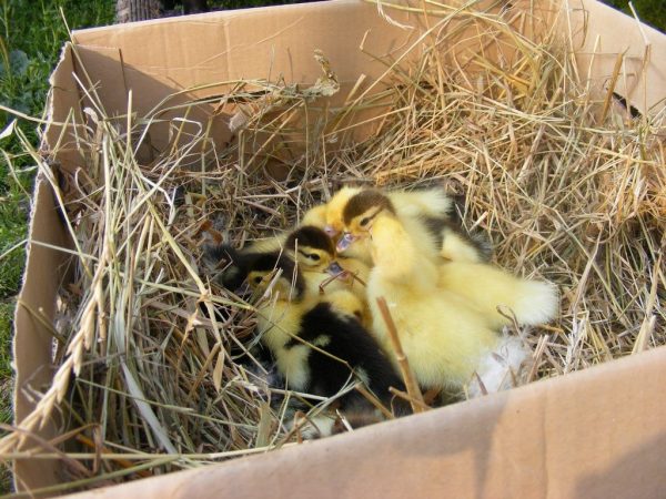 DIY Nester für Enten