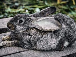 Das Kaninchen zerreißt Flusen, macht aber kein Nest