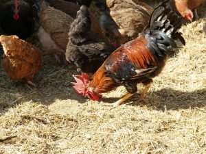 Granulär kycklinggödsel