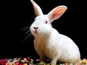 Vlastnosti králíků Hikol