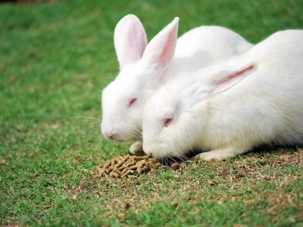 تغذية الأرانب الهيكول