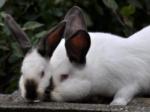Rabbits of the Hiplus breed